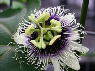 Maracuja
