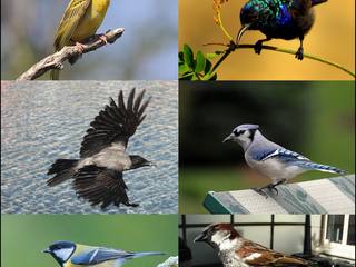 Passerine